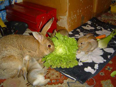 Les lapins ont-ils besoin de granulés dans leur alimentation quotidienne ?  - Planéte Lapin