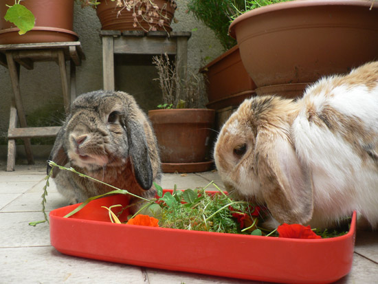 Herbe ou foin pour le lapin de compagnie- la dure vie du lapin urbain