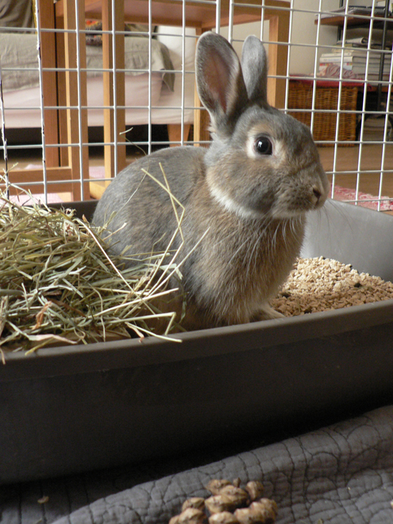 Habitat du lapin