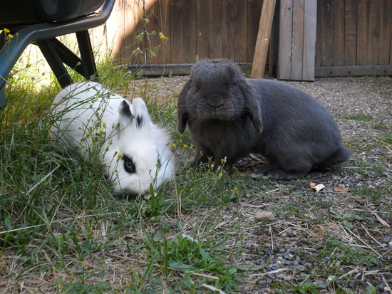 Cohabitation Lapins La Dure Vie Du Lapin Urbain