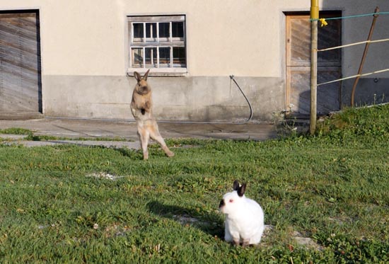 Comprendre et analyser le langage corporel de votre lapin