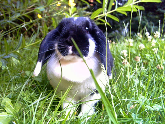 Les dangers du jardin pour votre lapin - SPA de Lyon et du Sud-Est