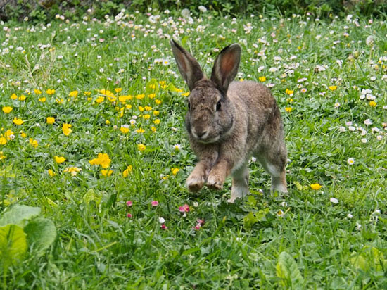 Les dangers du jardin pour votre lapin - SPA de Lyon et du Sud-Est