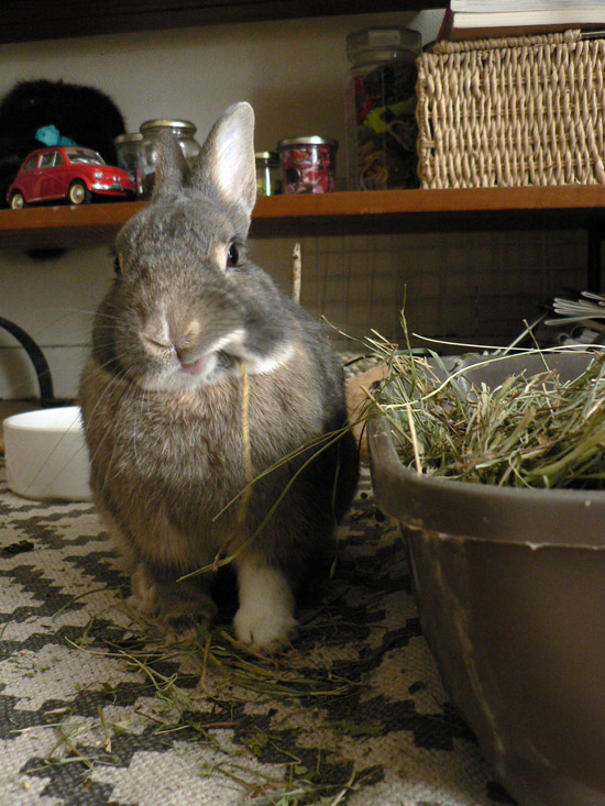 Foin pour lapins et son duo d'herbes, le Pack Lapin Heureux