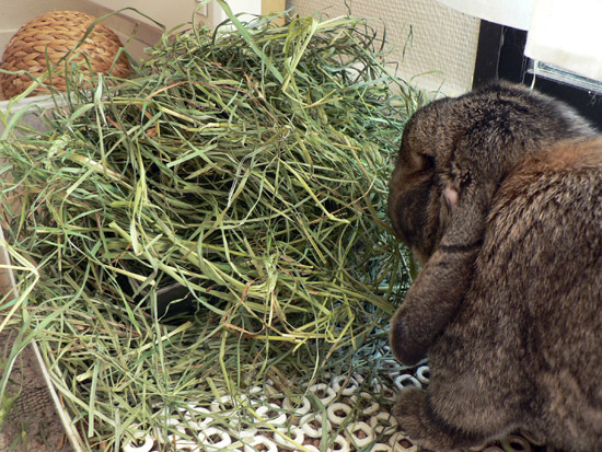 Herbe ou foin pour le lapin de compagnie- la dure vie du lapin urbain