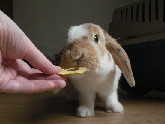 Friandise lapin - Banane séchée –