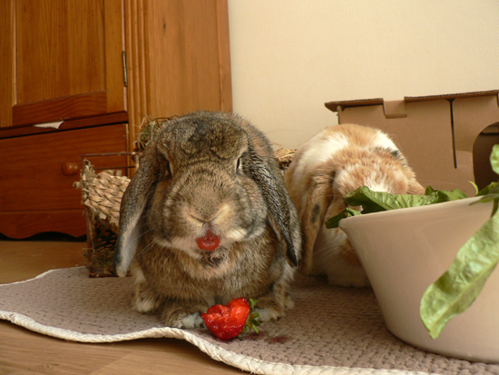 Friandises pour lapins - la dure vie du lapin urbain