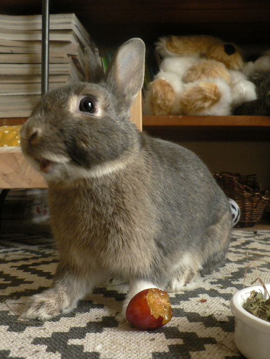 Fraise pour lapin lyophilisée - Le meilleur pour mon lapin