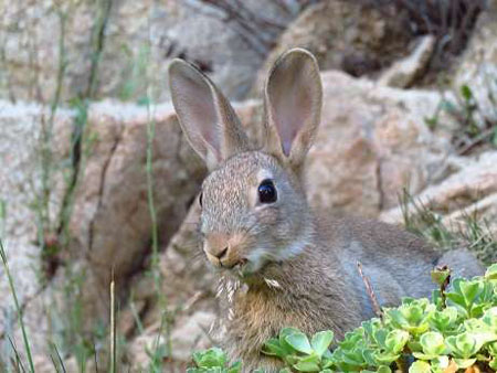 Lapin de garenne : tout ce qu'il faut savoir