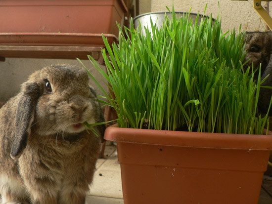 ESTINK lapin d'herbe de gazon animal Décorations de lapin en