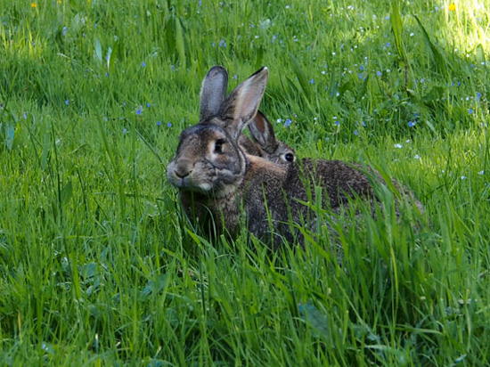 Herbe ou foin pour le lapin de compagnie- la dure vie du lapin urbain