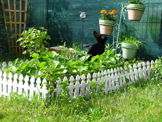 Les lapins détruisent mon jardin : comment les faire fuir