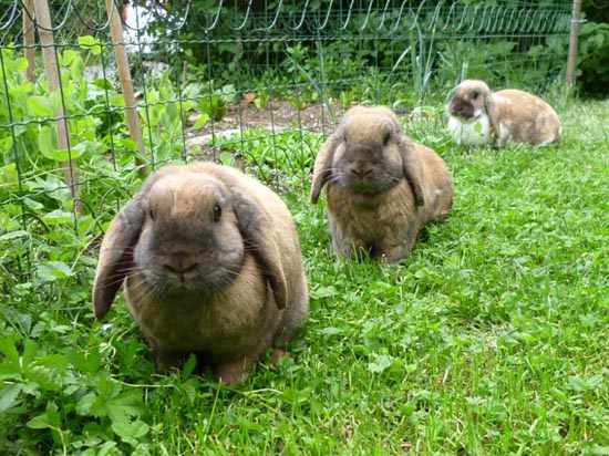 Herbe pour lapin plantation 