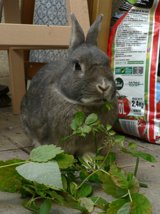 Herbe pour lapin plantation 