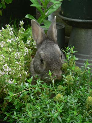 Herbes à faire pousser – Pet Grass – Les Petits Lapins d'Amour