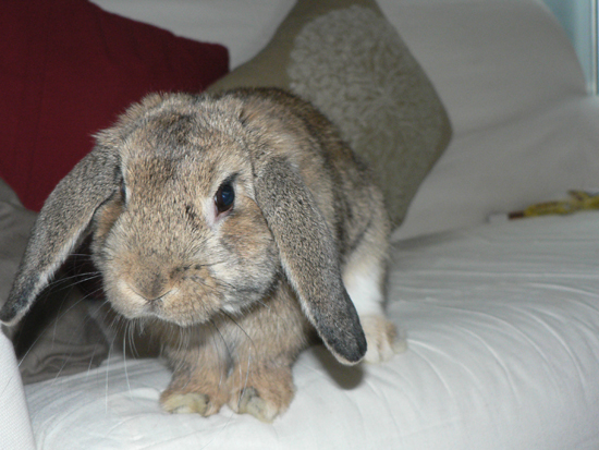 Ce matin un lapin - Le Point G, c'est pas forcément là où vous