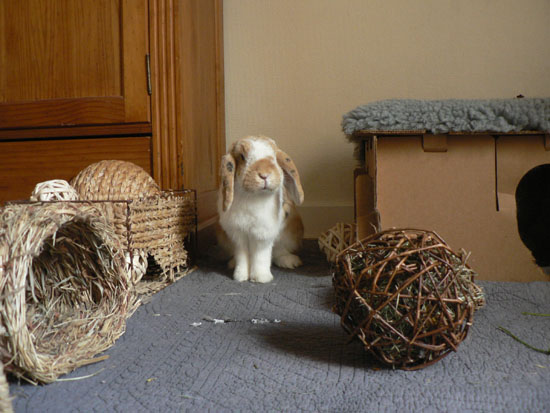 Lapin : totale liberté sans dangers (câbles, plantes, chutes) 