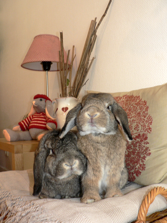 Lapin : totale liberté sans dangers (câbles, plantes, chutes) 