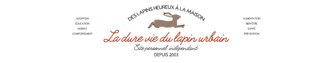 La dure vie du lapin urbain