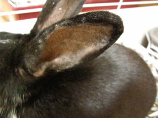 Oreille de lapin