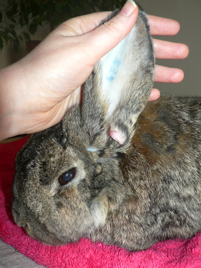 Maladies des oreilles chez le lapin de compagnie-La dure vie du