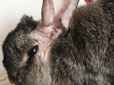 Maladies des oreilles chez le lapin de compagnie-La dure vie du lapin  urbain