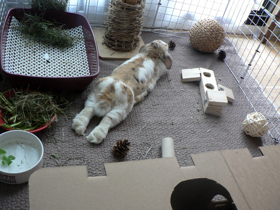 Enclos modulable lapin - Parc Lapin - Intérieur - Mon lapin Nain