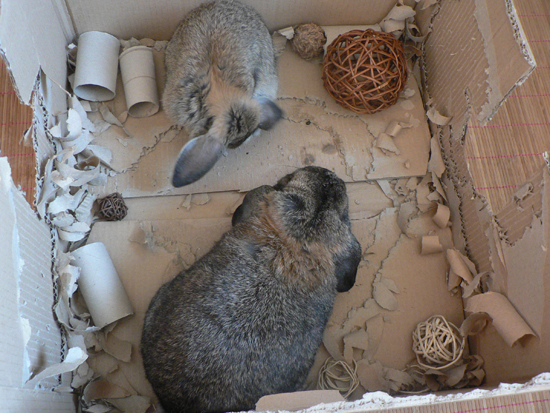 Quelle cage de transport pour mon lapin? – Comportement du lapin de  compagnie