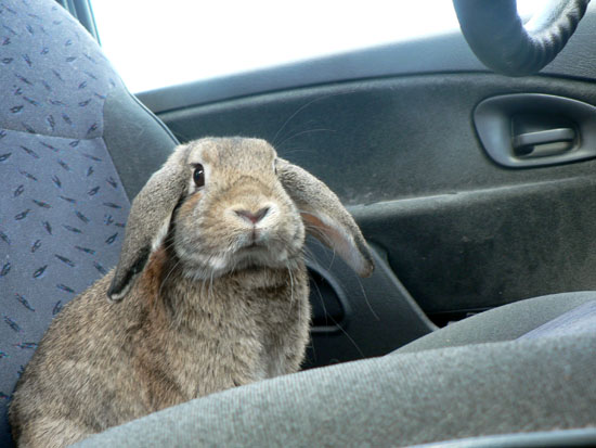 Dordogne: sept lapins voyagent dans le pare-choc de la voiture