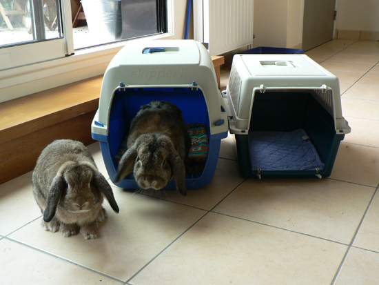 Voyager en avion avec un lapin